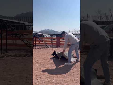 #obediencetogod #germanshepherd #obedience #dog