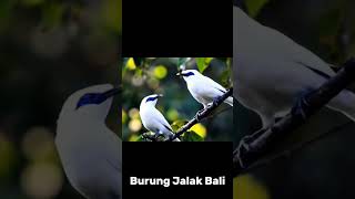 Download lagu Burung jalak Bali dengan suara merdu #video #kicaumania #fyp #fypシ゚viral #youtube #youtubeshorts #ai mp3 Download lagu Burung jalak Bali dengan suara merdu #video #kicaumania #fyp #fypシ゚viral #youtube #youtubeshorts #ai mp3