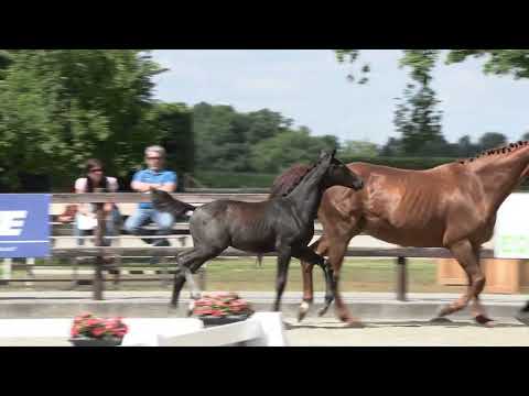 Hf v Cornets Quaprice x Argentinus x Zeus 2022