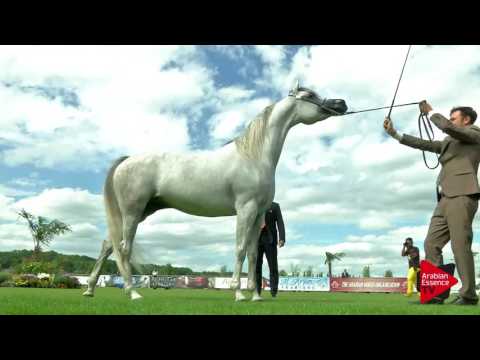 N.27 BINT HAZY AL KHALEDIAH - Chantilly 2017 World Cup - 4/6 Years Old Mares (Class 4)