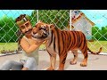 நன்றி மறவாத புலி Tamil Stories For Kids Infobells