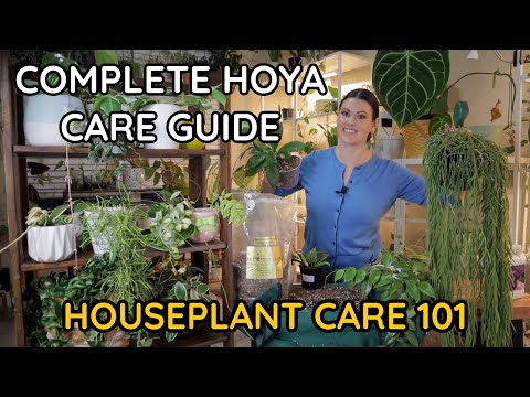 HOYA CARE Wax Plant- Hoya Watering, Lighting, Blooms, Repot, Soil, Fertilizing - Houseplant Care 101