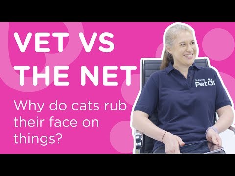 Why Do Cats Rub Their Face on Things?  - Vet Vs The Net