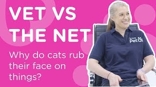 Why Do Cats Rub Their Face on Things?  - Vet Vs The Net