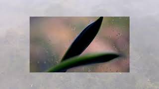 Éclos Bis // La boussole