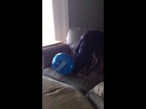 Stella vs The Balloon.