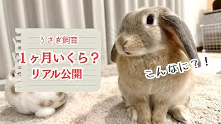 うさぎ、実は毎月これだけかかります｜リアルな金額公開 初心者向け