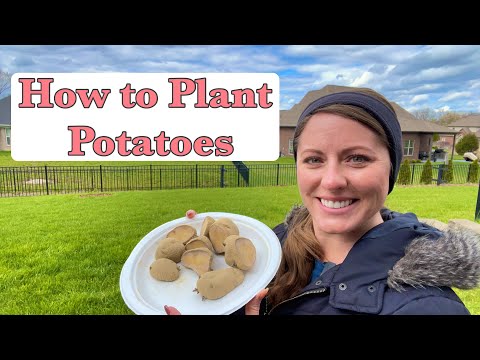 , title : 'How to Plant & Grow Potatoes at Home | Beginner’s Guide To Plant Potatoes | From Dream To Seed'