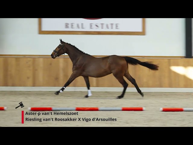 Aster-p van't Hemelszoet