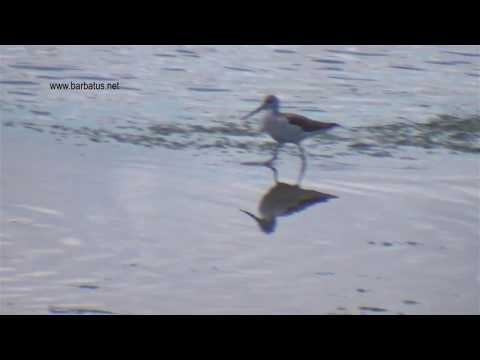 Archibebe claro ( Tringa nebularia ) Greenshank