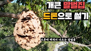 양봉장 코앞에 거대한 본진만들고 꿀벌 약탈하는 등검은말벌, 드론 이용해서 집 공격하기(feat.골드버튼)