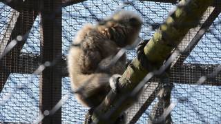 preview picture of video 'singing gibbon at Twycross zoo'