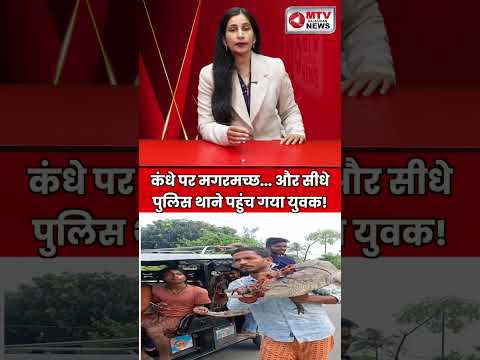 इस युवक की हिम्मत देखिए! कंधे पर मगरमच्छ ले जा रहा है 😱 #trending #wildlife #shorts