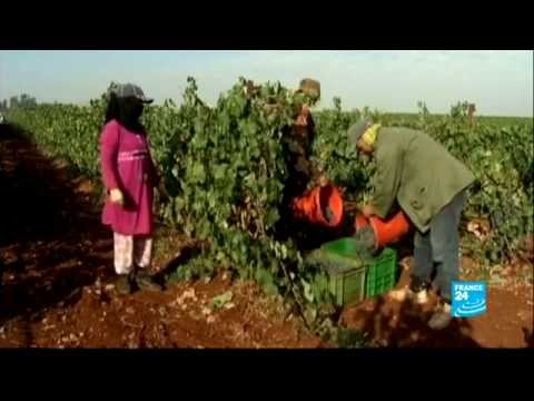 المغرب | نبيذ مكناس يعجب الذوّاقة !