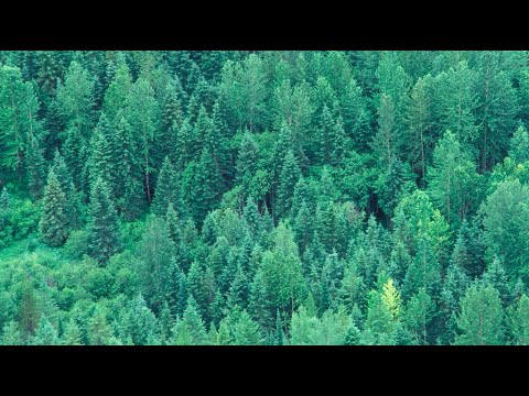 Introduction to Botany