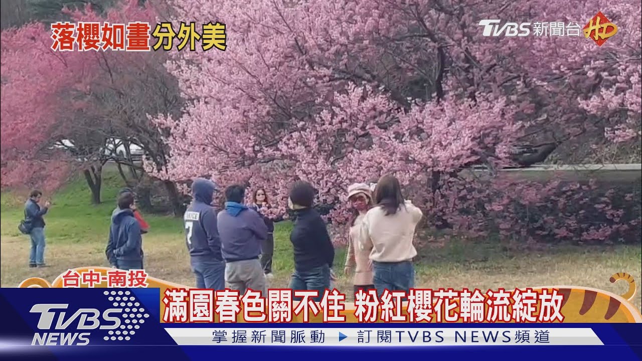 武陵、九族走春賞櫻 杉林溪看水杉林