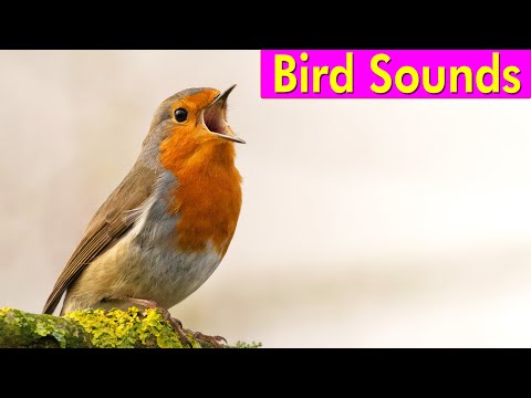 BIRD PICTURES with Sounds and Names in English