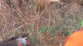 preview picture of video 'Pheasant Hunt 11/6/2014 - Central PA'