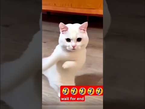 Akshita's cat should not be fed anything🥺