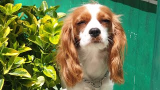 Köpek Eğitimi & Köpek Oteli ( Öğrencilerimiz )