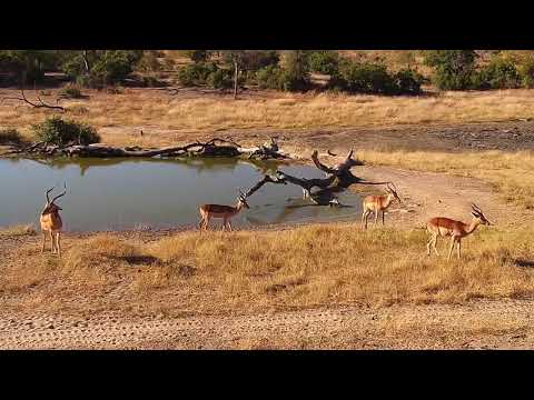 Djuma: Impala bachelor herd - 15:01 - 06/10/19