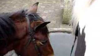 Horse drinking Horse drinking