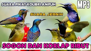 Download lagu SUARA PIKAT SOGON KOMBINASI KOLIBRI KELAPA Sekali ... mp3