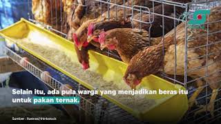 Demi Untung Besar, TKSK Setia Abdya Diduga Bagikan Beras Busuk | Opsi.id