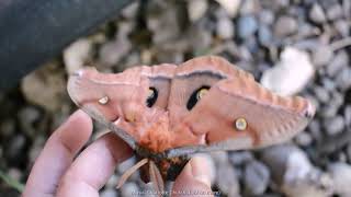Polyphemus Moth (music Charlotte Church fool no more)