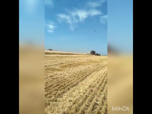 Балык Бистәсе районында урып җыю эшләре башланды