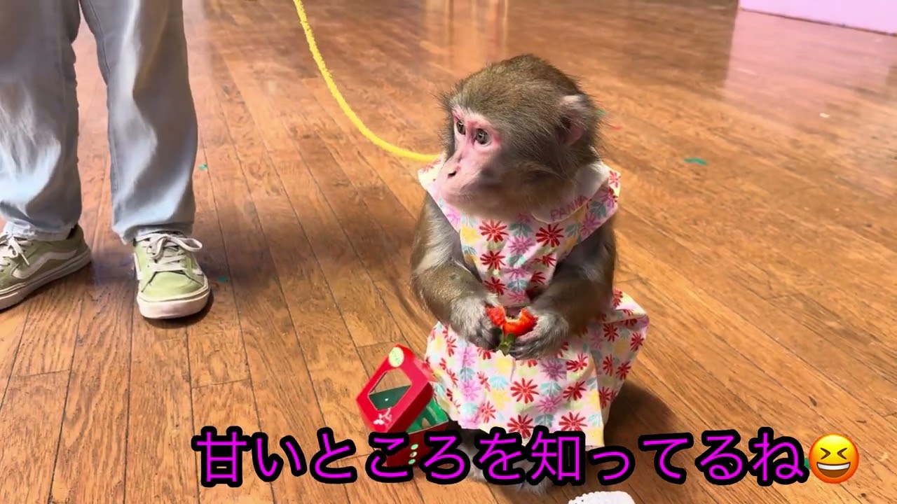 いちご食べ比べてもらいました