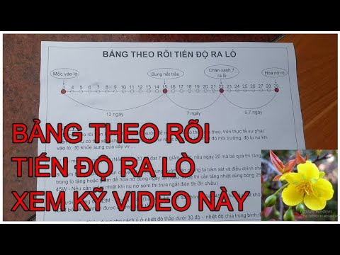 🔴 QBS2172 - BẢNG THEO RÕI TIẾN ĐỘ RA LÒ Ủ MAI | CÁCH Ủ MAI VÀNG ĐỂ HOA NỞ ĐÚNG TẾT| Ủ NHIỆT MAI VÀNG