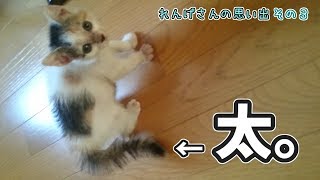 小さくても戦いを挑んいく乙女。　れんげさんの思い出【その３】