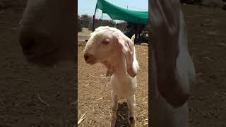 preview picture of video 'Qadri goat farm'