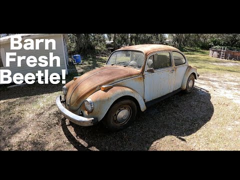 1974 VW Beetle: The Saga Begins!