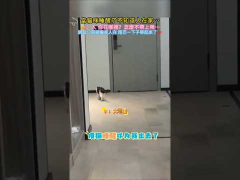 當貓咪睡醒了不知道人在家🤣…🐱：人 你在哪裡❓怎麼不帶上咪😭…網友：回頭看見人在 尾巴一下子舉高高💖 #cat #cute #healing #shorts #funny
