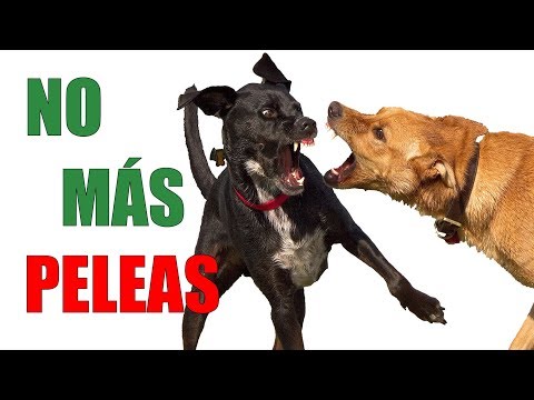 Que hacer para que MI PERRO no se PELEE ni sea un BRONCAS