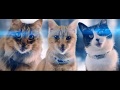 Meow Mix The Shelines Director S Cut
