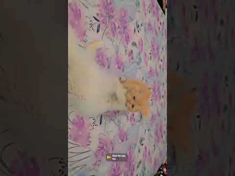 Cute Kittens 😘😻🥰