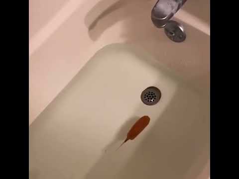 Corn dog floating in bathtub