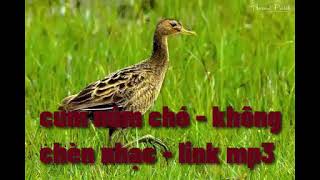 Download lagu Tiếng Cúm Núm Chó tăng bass - Tiếng Chim Đêm mp3
