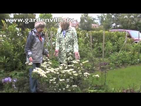 Viburnum plicatum "Mariesii".m4v