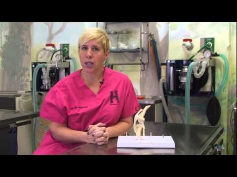 Torn ACL in Dogs - ACL Surgery