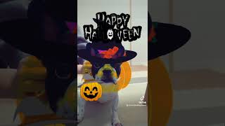 Happy Halloween🎃 #frenchie #フレブル #フレンチブルドッグ #vlog #shorts