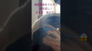 最近動画をあげられてないので、こちらでお楽しみください。#ピアノ練習中　#昼休み中　#イビキ　#フレンチブルドッグ　#ショパン　#爆音対決