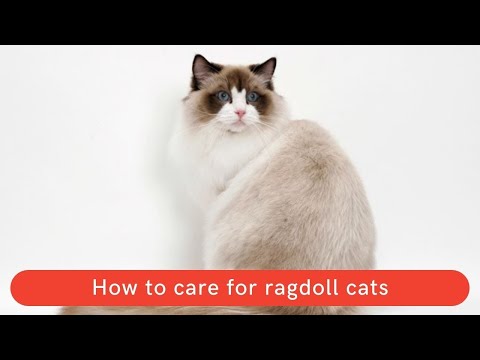 How to care for ragdoll cats || How to care for ragdoll kittens || How to take care of ragdoll cats