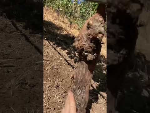 Rinieri SRV review 2