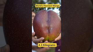 World’s Heaviest Mango 🥭😱 | 4.25 kg Guinness Record from Guayatá