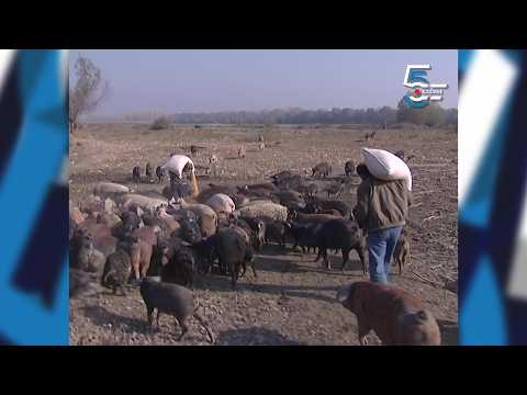 Nahrani svinje i ništa ne diraj - kako sam postao svinjar