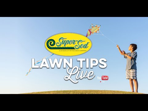 August Lawn Tips Live from Super-Sod of Middle Georgia  - Lawn Care Advice for the Southeast